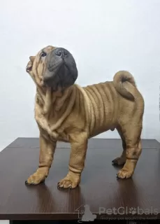 Additional photos: Brutal Shar Pei puppy