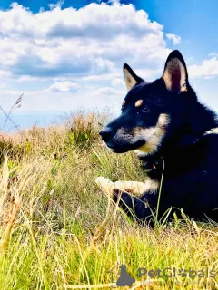 Additional photos: Shiba Inu puppies for sale