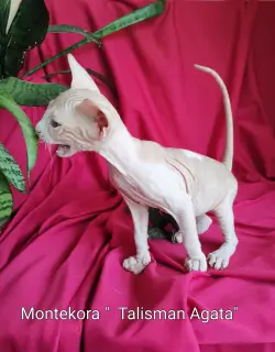 Additional photos: Don Sphynx kittens