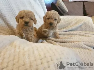 Photo №3. Apricot poodle puppies. Russian Federation