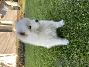 Photo №4. I will sell samoyed dog in the city of Слободзея. private announcement - price - negotiated