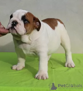 Photo №1. english bulldog - for sale in the city of Gajdobra | negotiated | Announcement № 127949