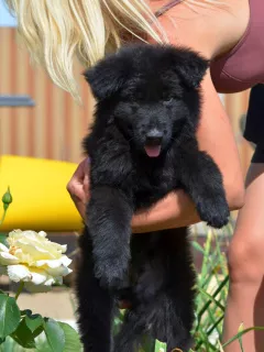 Additional photos: German Shepherd puppies long-haired, black and shabrack, 33 days old, FCI