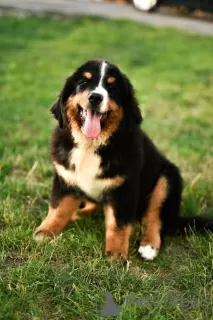 Photo №1. bernese mountain dog - for sale in the city of Валево | negotiated | Announcement № 112195