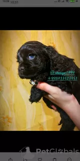 Photo №1. american cocker spaniel - for sale in the city of Самарканд | 350$ | Announcement № 32390