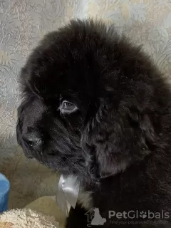 Photo №3. Newfoundland puppy. Russian Federation