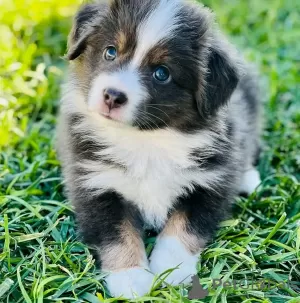 Photo №3. Toilet Trained Vet Checked Australian Shepherds. Australia