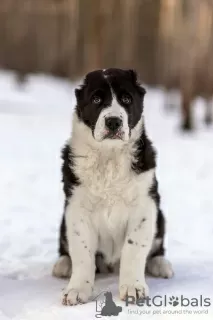 Photo №1. central asian shepherd dog - for sale in the city of Minsk | 500$ | Announcement № 36515