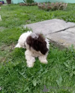 Photo №1. lagotto romagnolo - for sale in the city of Kovin | negotiated | Announcement № 102765