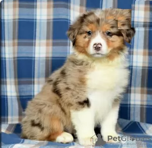 Photo №1. australian shepherd - for sale in the city of Limassol | 687$ | Announcement № 103926