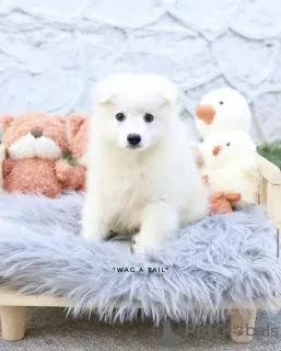 Photo №3. Samoyed puppy. Germany