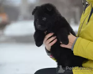 Additional photos: German shepherd puppy, black long haired boy, World Champion Descendant