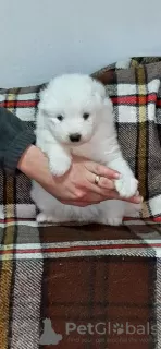 Photo №2 to announcement № 37414 for the sale of samoyed dog - buy in Serbia 