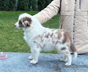 Photo №3. Miniature American Shepherd (MAS) puppies. Russian Federation