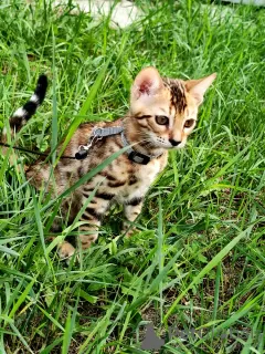 Photo №4. I will sell bengal cat in the city of Barnaul. from nursery - price - 946$