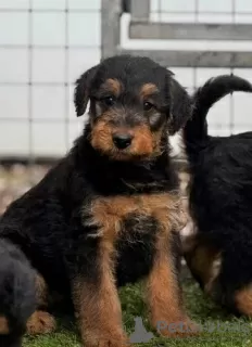 Photo №3. Male & Female Airedale Pups.. Canada