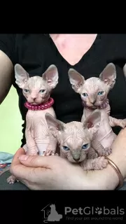 Additional photos: Sphynx kittens