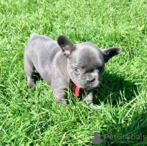 Photo №2 to announcement № 112249 for the sale of french bulldog - buy in Germany 