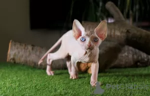 Photo №4. I will sell sphynx-katze in the city of Kharkov. from nursery, breeder - price - 400$