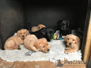 Photo №1. golden retriever - for sale in the city of Корк | 282$ | Announcement № 130015