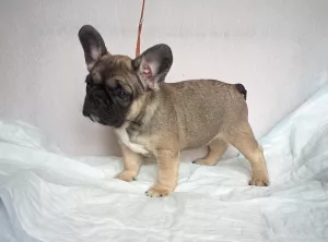 Photo №3. I will sell puppies of the French bulldog. Russian Federation