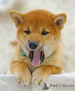 Photo №3. Shiba inu. Puppies. Russian Federation