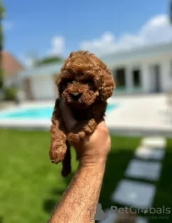 Additional photos: Miniature Poodle and Toy Poodle