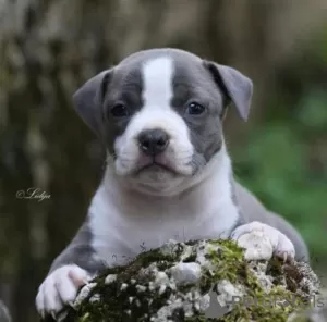 Photo №2 to announcement № 120583 for the sale of american staffordshire terrier - buy in Montenegro breeder