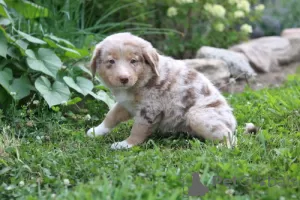 Photo №1. australian shepherd - for sale in the city of Utajärvi | Is free | Announcement № 128367