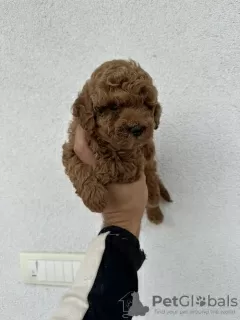 Photo №3. Miniature Poodle and Toy Poodle. Serbia