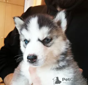 Photo №2 to announcement № 30272 for the sale of siberian husky - buy in Latvia private announcement