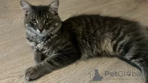 Photo №2 to announcement № 62096 for the sale of siberian cat - buy in Russian Federation private announcement