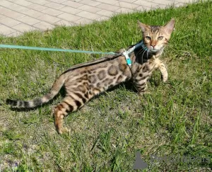 Photo №3. Bengal kittens. Russian Federation