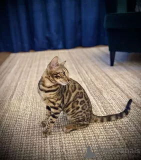 Photo №1. bengal cat - for sale in the city of Šabac | negotiated | Announcement № 126759