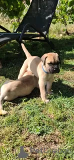 Photo №4. I will sell bullmastiff in the city of Subotica. breeder - price - 528$