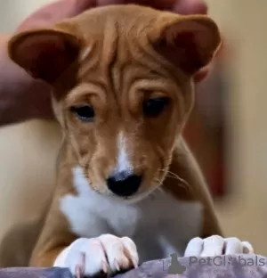 Additional photos: Basenji puppies. African non-barking dog.