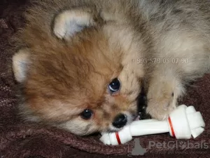 Additional photos: Pomeranian Spitz puppies, mini boo.