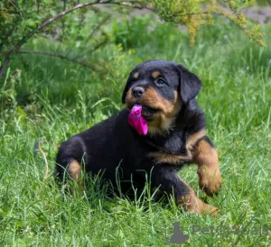 Photo №3. Rottweiler puppy - Viana Tanarotti. Belarus