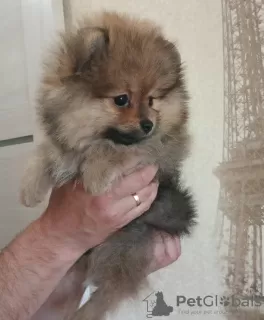 Photo №2 to announcement № 106804 for the sale of pomeranian - buy in Germany private announcement, from nursery