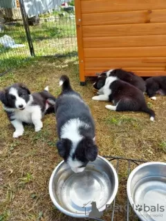 Photo №1. border collie - for sale in the city of Flensburg | negotiated | Announcement № 109171