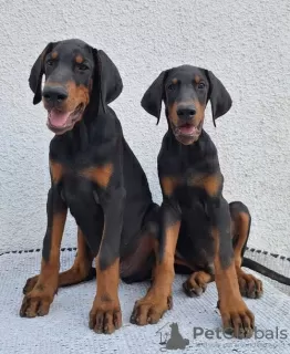 Photo №4. I will sell dobermann in the city of Kikinda. breeder - price - negotiated