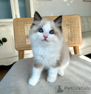 Photo №1. ragdoll - for sale in the city of Atlanta | 260$ | Announcement № 105105