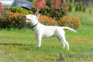 Photo №3. Miniature bull terrier puppies. Belarus