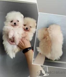 Photo №2 to announcement № 116098 for the sale of pomeranian - buy in Belarus breeder