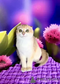 Photo №1. scottish fold - for sale in the city of Kiev | 1061$ | Announcement № 63223