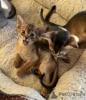 Photo №3. Mind Blowing Abyssinian kittens. Switzerland