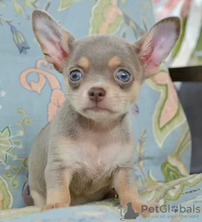 Photo №2 to announcement № 110793 for the sale of chihuahua - buy in Russian Federation private announcement, breeder