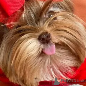 Photo №2 to announcement № 99297 for the sale of yorkshire terrier - buy in United States breeder