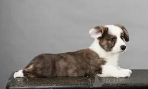 Photo №3. Welsh corgi cardigan puppies. Russian Federation