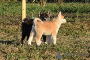 Additional photos: Akita Inu puppies